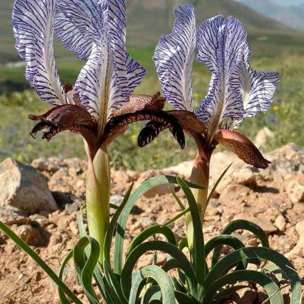 سر صبح صدای سوت کتری من و تو و موهای مشکی هیشکی نمیادش اخه بعد تو